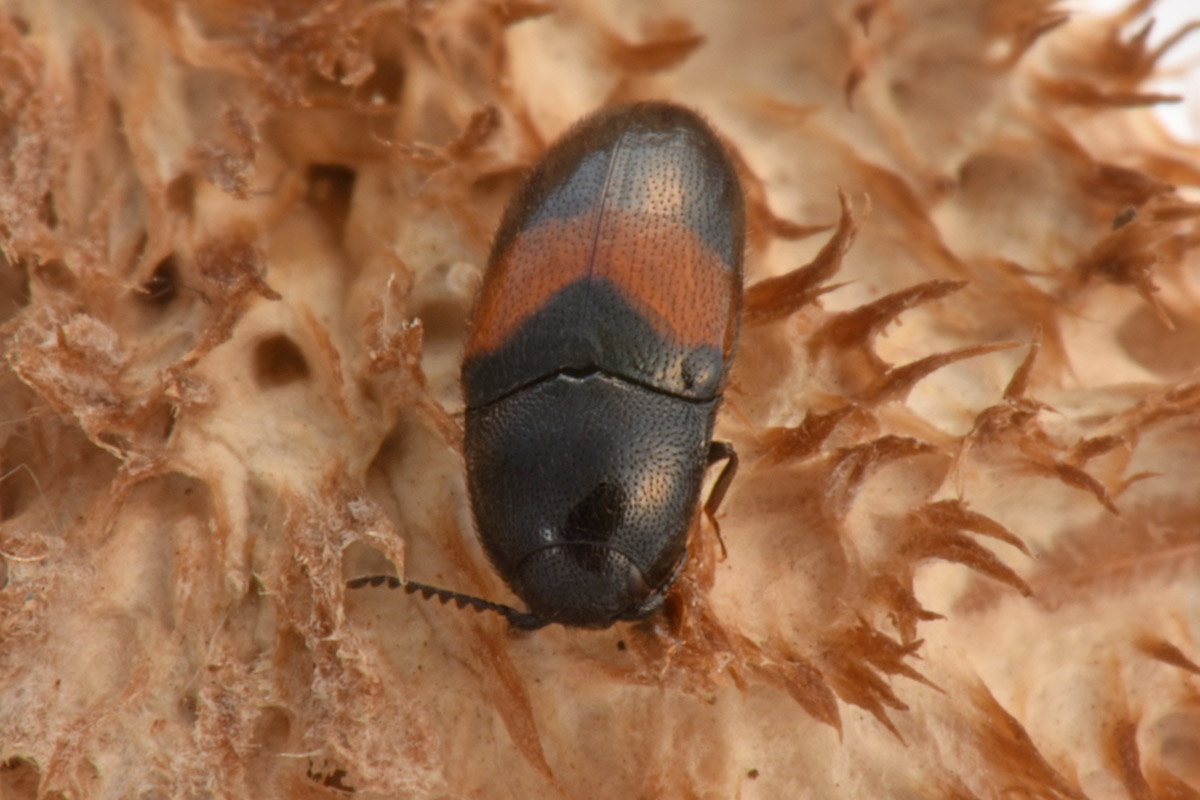 Lissomidae:  Drapetes mordelloides